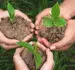 a importância do substrato no cultivo orgânico